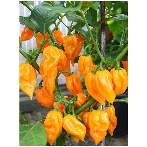  351    Bhut Jolokia orange /   , 5 