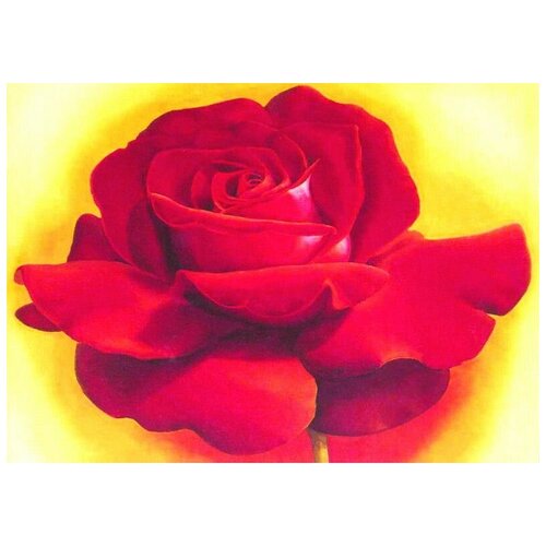  2540     (Rose) 13 70. x 50.