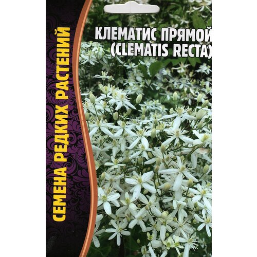  199   Clematis recta,  ( 1 : 5  )