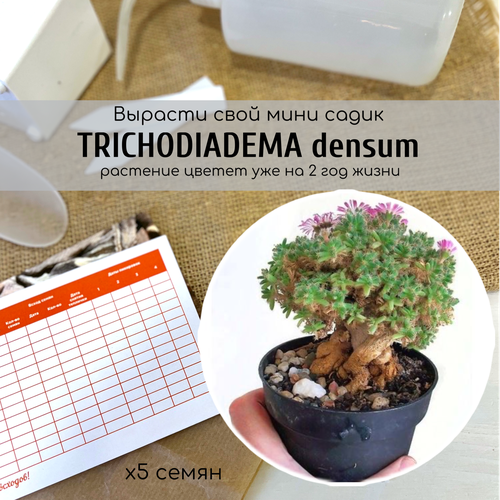  390    Trichodiadema densum /    