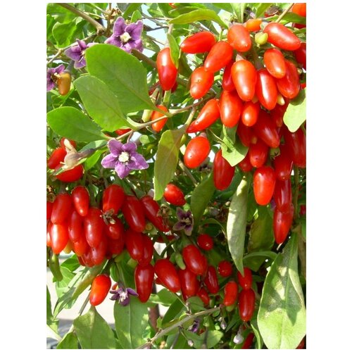  351    ( ) / Lycium chinense (Goji Berries), 25 