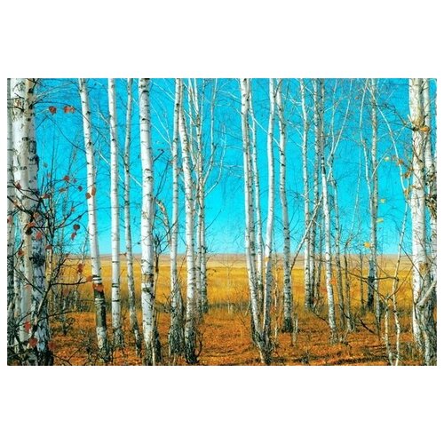  1340     (Birch trees in a forest) 2 45. x 30.