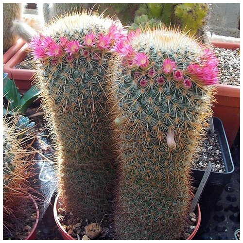  350     Mammillaria magnifica 10 .