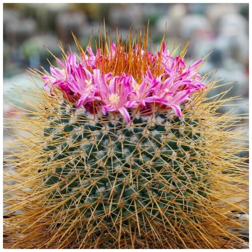  350     Mammillaria apozolensis v. saltensis L-1045 10 .