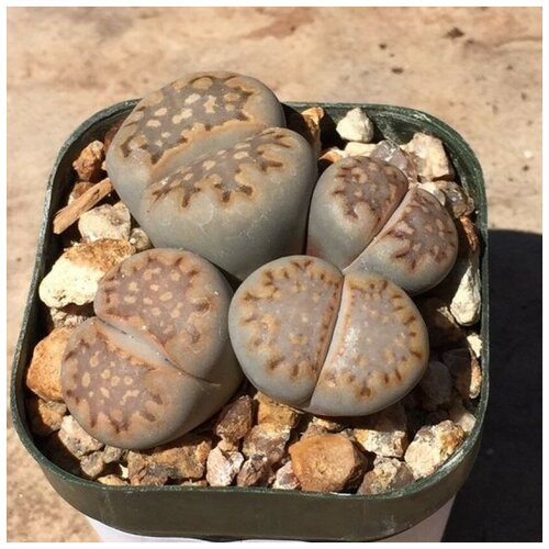  350     Lithops julii ssp. fulleri C 203 10 .