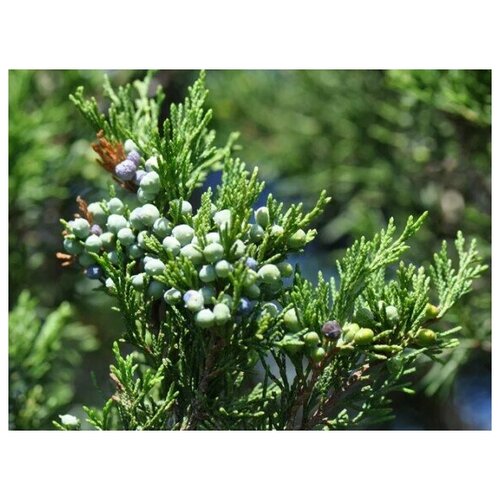 399   (. Juniperus virginiana)  20