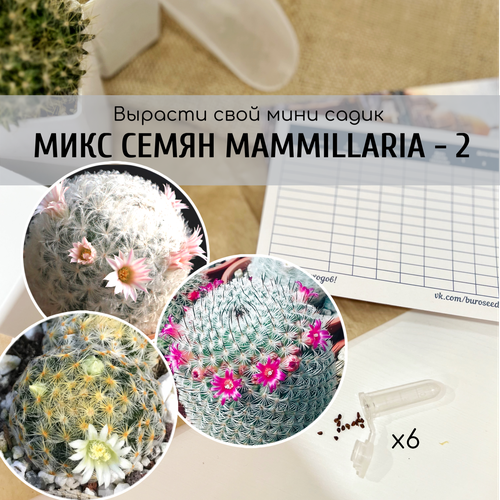  350      (: Mammillaria crinita v. Seideliana prolifera / zeilmanniana v albiflora )    