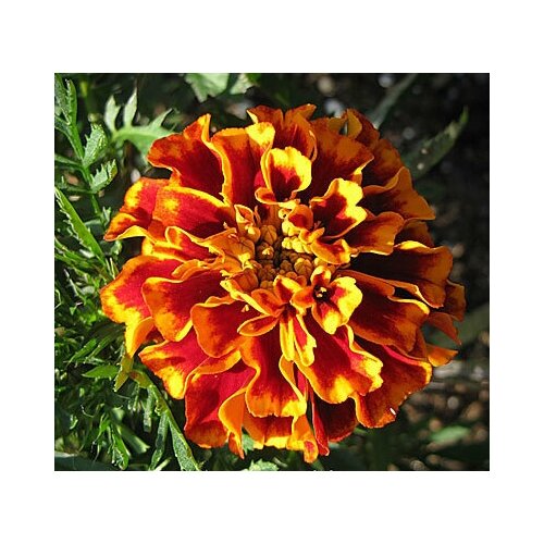  370   (. Tagetes)  50