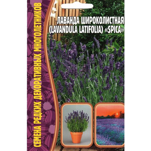  195   / Lavandula latifolia SPICA,  ( 1 : 30  )