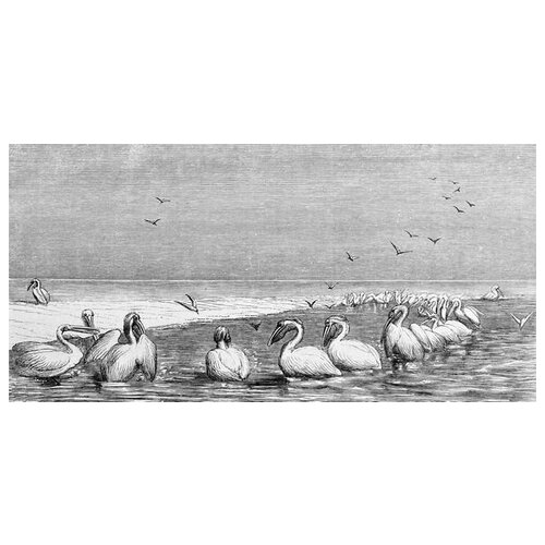  1690     (Pelicans) 2 61. x 30.