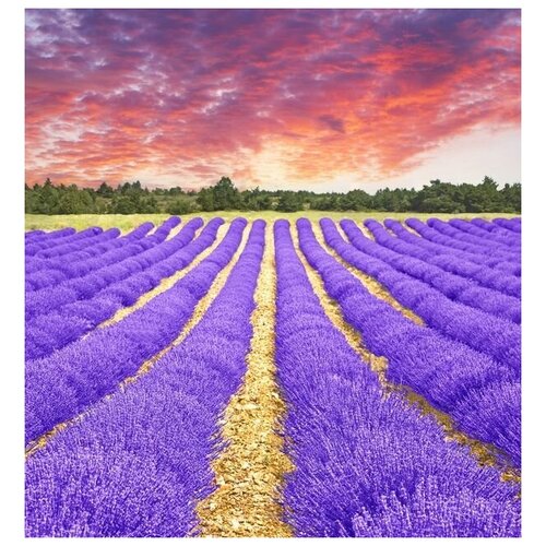  1060      (Lavender field) 1 30. x 32.
