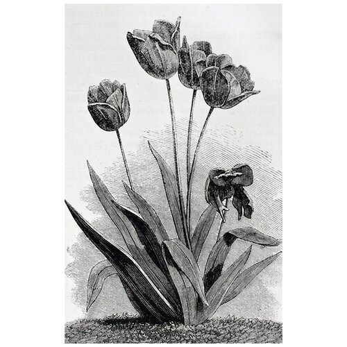  2050     (Tulips) 23 40. x 63.