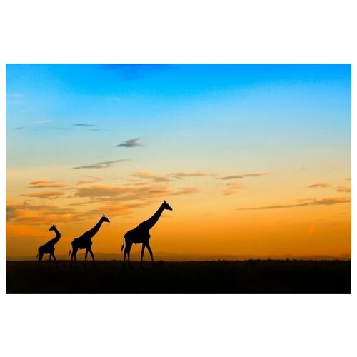  1340       (Giraffes in Africa) 2 45. x 30.