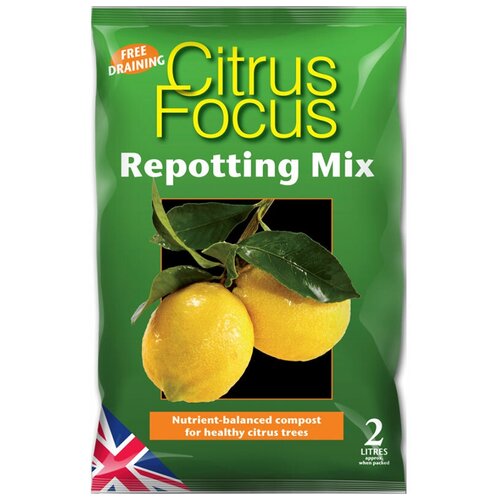  1200  Citrus Focus 2 