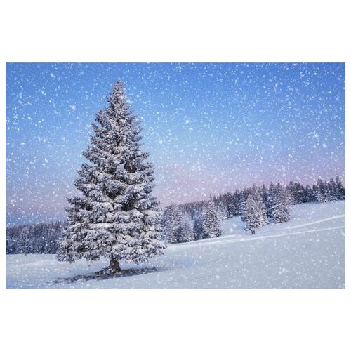  2690      (Winter fir) 75. x 50.