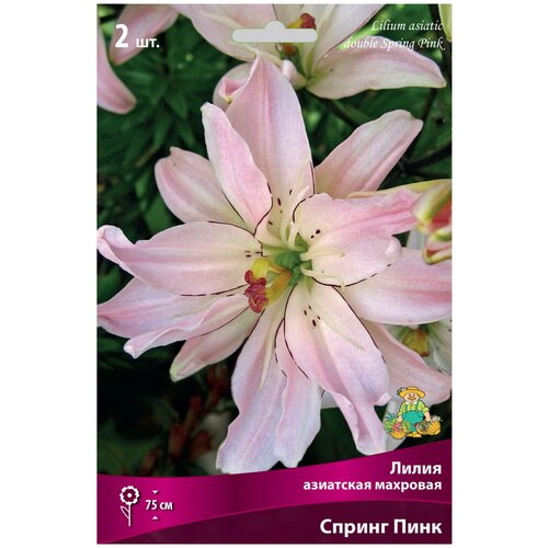  629      (Lilium asiatic double Spring Pink) /20-30 ./1 /2/ ()