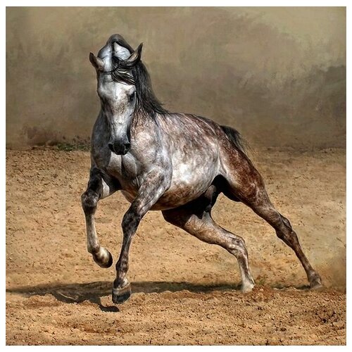  2570      (Arabian horse) 60. x 60.