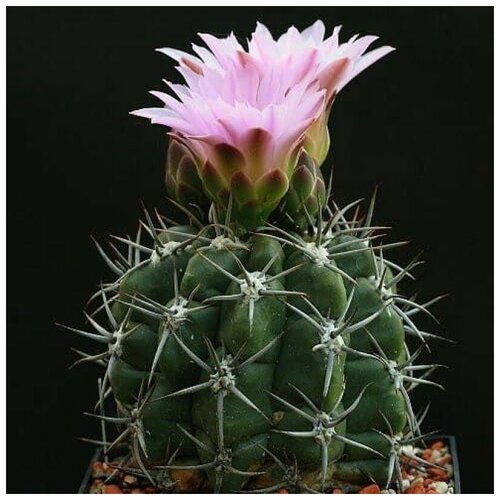  350     Gymnocalycium achirasense v. kainradliae GN 90-270/866 10 .