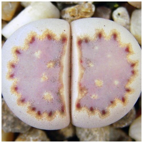  350     Lithops julii ssp. fulleri 10 .