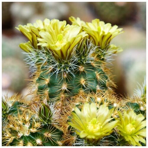  350     Echinocereus corelii SB-743 10 .