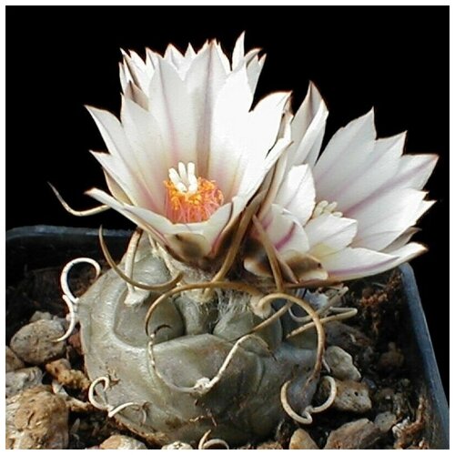  350     Turbinicarpus macrochele 10 .