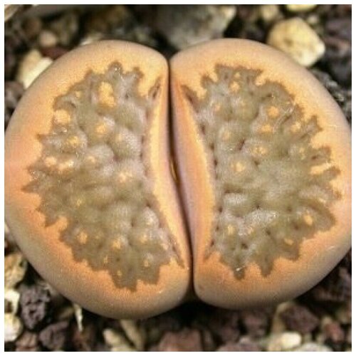  350     Lithops hallii C-094 10 .