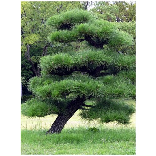  347    (  ) / Pinus thunbergii, 15 