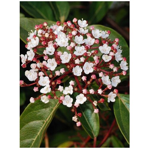  350    () / Viburnum tinus, 15 