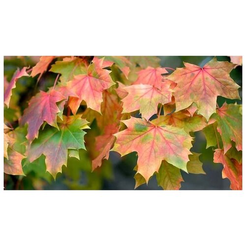  350   (. Acer platanoides)  15