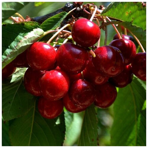    (. Prunus Avium)  15,  300 