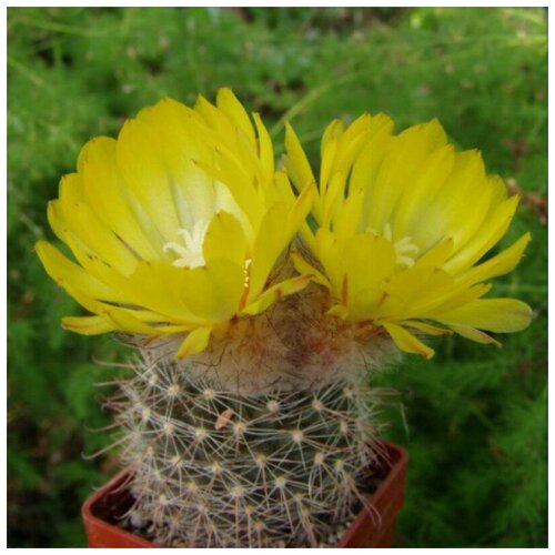  350     Parodia sanagasta v. Grandiflora 10 .