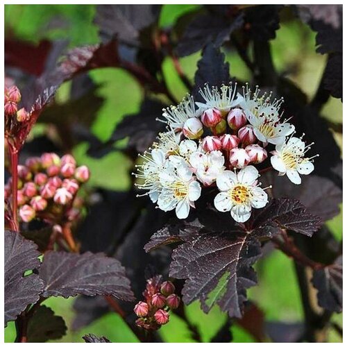    (. Physocarpus opulifolius)  100 ,  450 