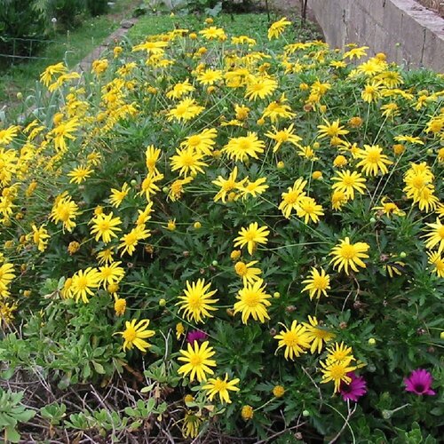  380   (. Euryops pectinatus)  50