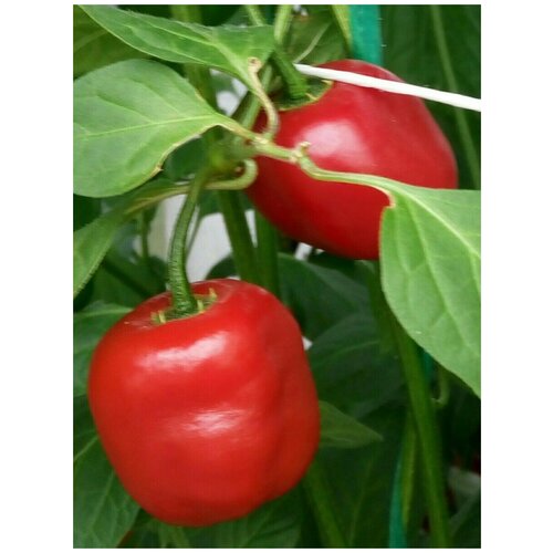  342    Rocoto red ( ), 5 