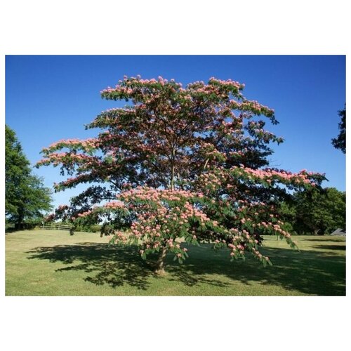  330   (. Albizia Procera)  15