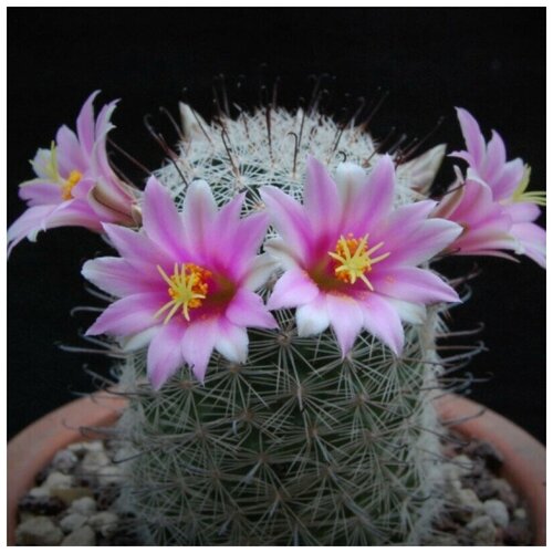  350     Mammillaria grahamii f. oliviae SB-371 10 .