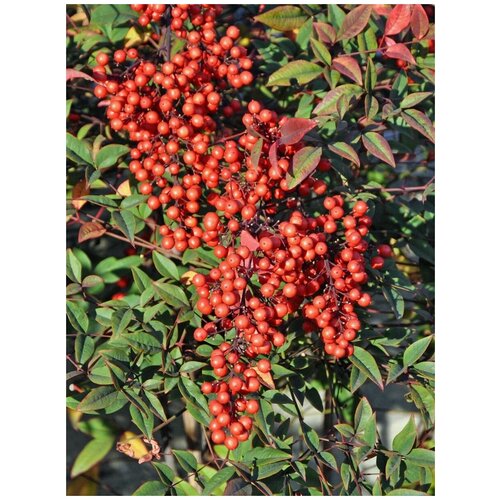  356     /   / Nandina domestica, 20 