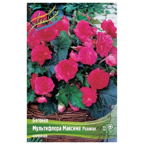  211  Multiflora Maxima Pink, 4/5 (1 .)