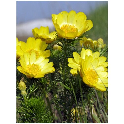  360    () / Adonis vernalis, 15 