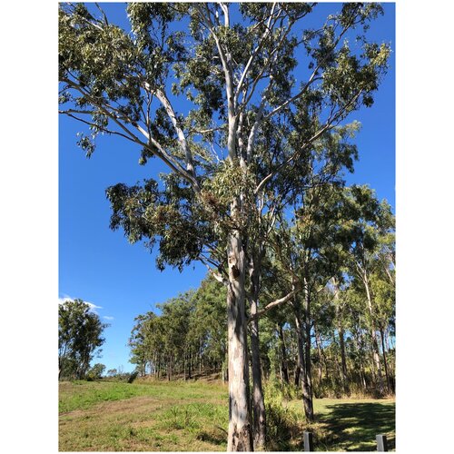  370    (. Eucalyptus tereticornis)  500
