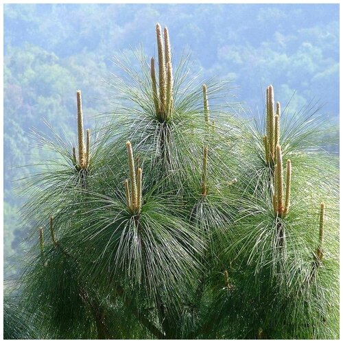  390   (. Pinus roxburghii)  10