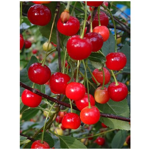  300      / Prunus cerasus amorel rozovaya, 15 