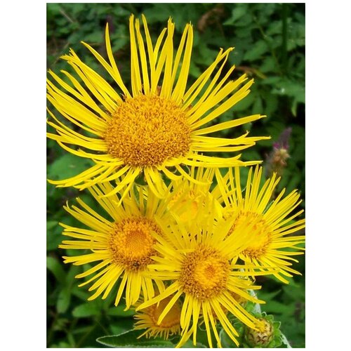  300    /   / Inula helenium, 60 