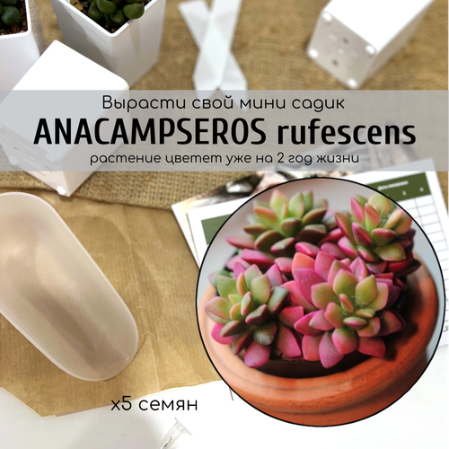  350    (Anacampseros rufescens)     /  - :   