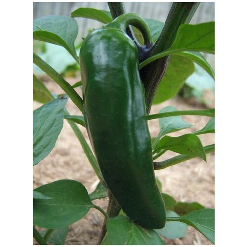  315    Jalapeno giant red (  ), 5 
